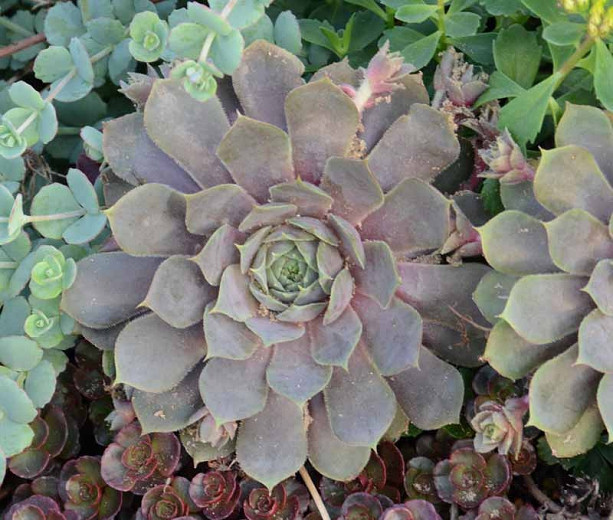 Sempervivum 'Pacific Blue Ice', Hens and Chicks 'Pacific Blue Ice', Houseleek 'Pacific Blue Ice', succulent, evergreen succulent, Blue Succulent, drought tolerant perennial, drought tolerant plant